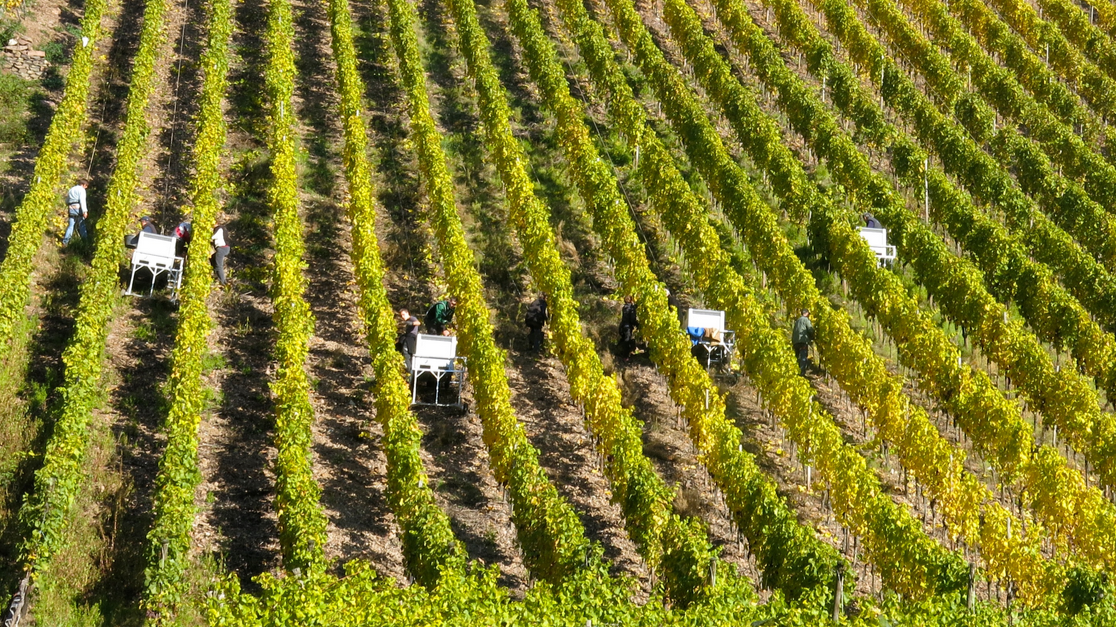 Vendanges : Pôle Emploi active sa ligne "Alsace vendanges"depuis ce...